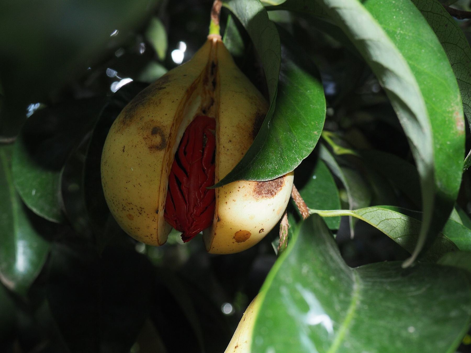 Nutmeg fruit with mace